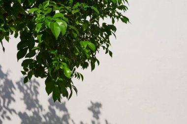 Ağaç dalı ve yeşil yaprak beyaz bir beton duvarın önünde - arka plan