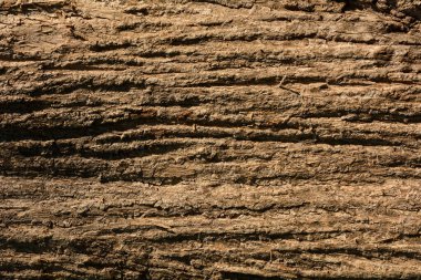 kahverengi tik ağacı kabuğu dokusu - arkaplan