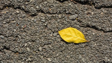 Asfalt yolda sarı yapraklar