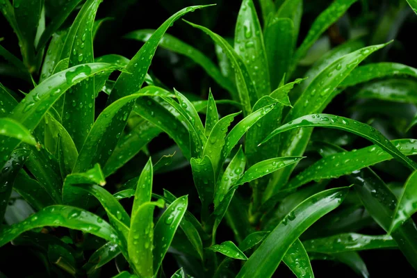 Краплі Роси Зеленому Листі Трави — стокове фото