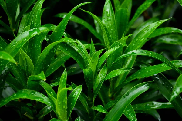 Tetesan Embun Pada Daun Rumput Hijau — Stok Foto