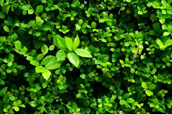 Grüne Blattwand Morgen — Stockfoto