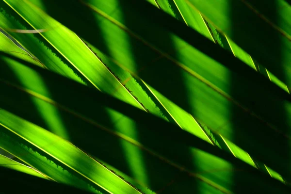 带阴影的绿色棕榈叶的线条和纹理 — 图库照片