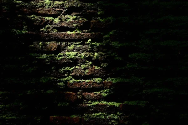 Mousse Verte Vieux Mur Briques — Photo