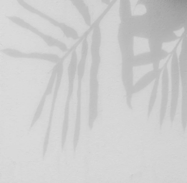 白色混凝土墙壁上树叶的影子 — 图库照片