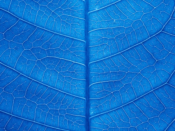 Close Blue Leaf Texture — Stock Photo, Image