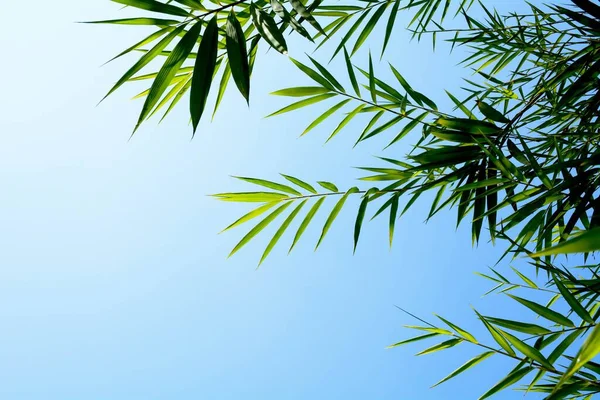 Mavi arkaplanda yeşil bambu yaprakları