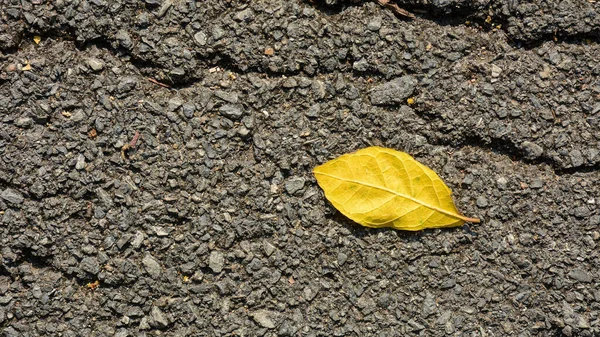 Κίτρινα Φύλλα Στον Ασφαλτόδρομο — Φωτογραφία Αρχείου