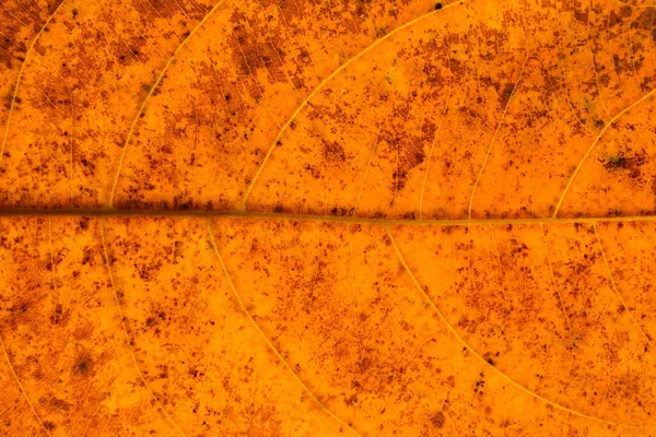 Текстура Детали Оранжевых Сухих Листьев Фон — стоковое фото