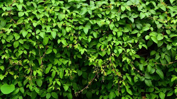 Blad Murgröna Som Täcker Ett Litet Träd Skogen — Stockfoto