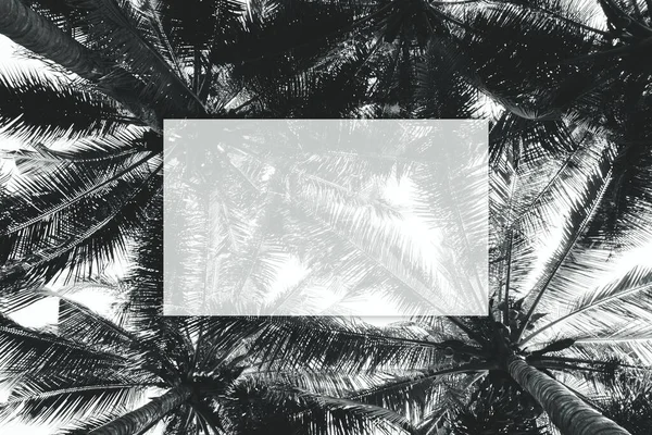 Cocotier Palmier Monochrome — Photo