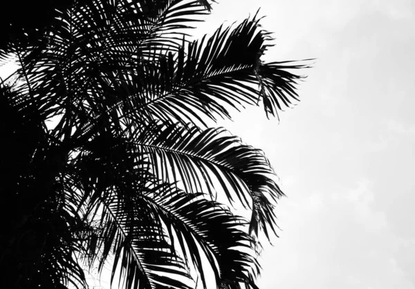 Beyaz Arkaplanda Mükemmel Palmiye Yaprağı — Stok fotoğraf