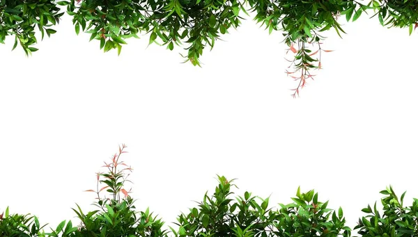 Pequeno Arbusto Verde Isolado Fundo Branco — Fotografia de Stock