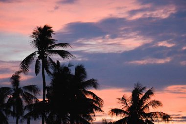 Güzel siluet hindistan cevizi ağacı Gün batımı gökyüzü adada