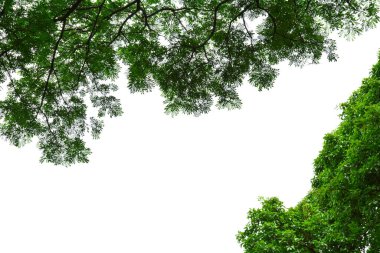 güzel ağaç dalı ve yeşil yaprak beyaz arkaplanda izole