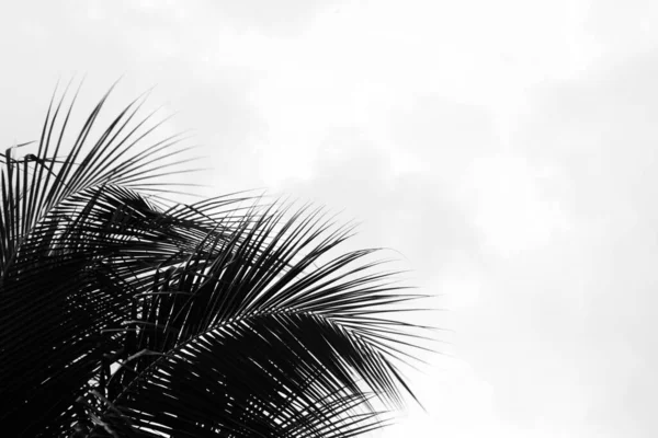 Palmiye Hindistan Cevizi Yaprakları Monokrom — Stok fotoğraf