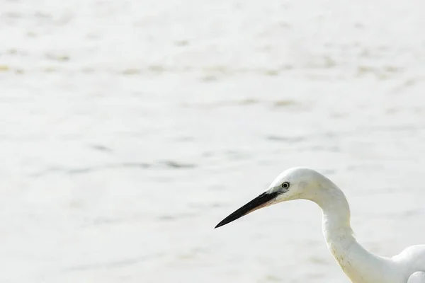 Witte Grote Zilverreiger Bij Rivier — Stockfoto