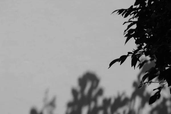 Leaf Branch Shadow White Concrete Wall Monochrome — Stock Photo, Image