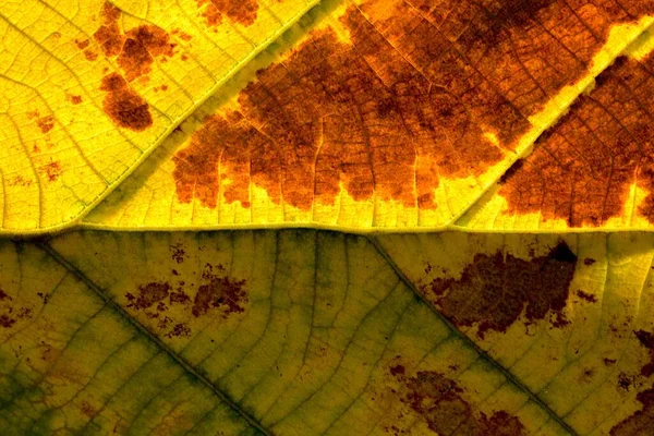 Closeup Perfect Yellow Orange Leaf Texture — Stock Photo, Image