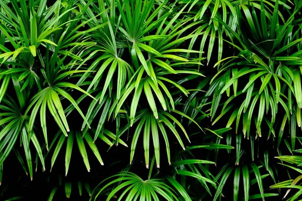 Zelené Palmové Listy Vzory Deštném Pralese Světlo Stín — Stock fotografie