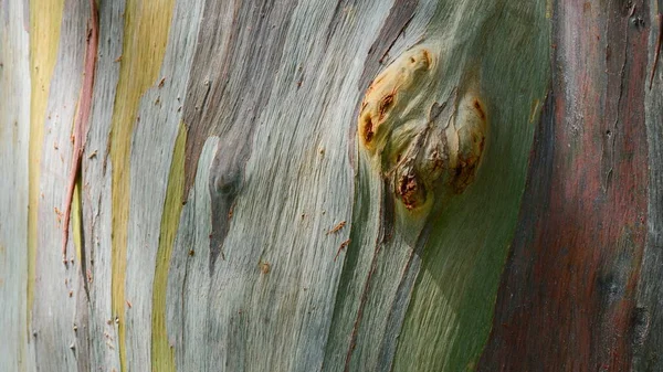 Resumo Colorido Casca Árvore Eucalipto — Fotografia de Stock