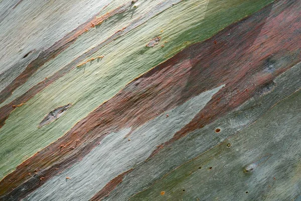 Colorful Abstract Eucalyptus Tree Bark — Stock Photo, Image