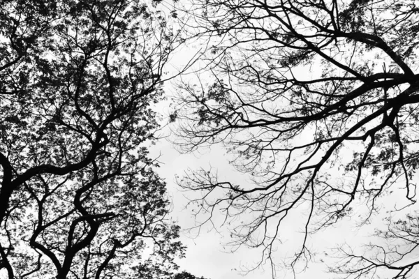 Levant Les Yeux Dans Forêt Arbres Branches Nature Abstraite Monochrome — Photo