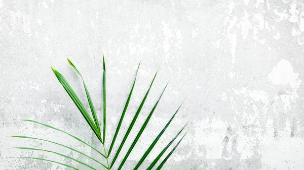 Folhas Palma Verde Frente Parede Branca — Fotografia de Stock