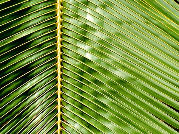 Feuille Coco Palmier Vert Dans Nature Forêt Tropicale Gros Plan — Photo
