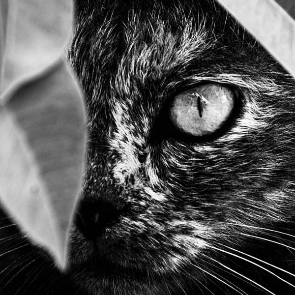 Marah Dan Mata Kucing Menakutkan Close Seup — Stok Foto