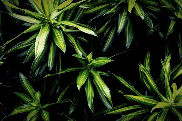 Τροπικά Πράσινα Φύλλα Φόντο Φυσικό Φόντο — Φωτογραφία Αρχείου