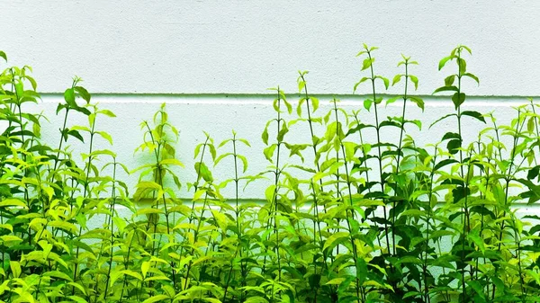 Grüne Kleine Baummauer — Stockfoto