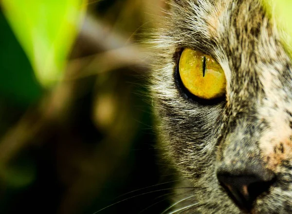 Œil Chat Colère Effrayant Gros Plan Photos De Stock Libres De Droits