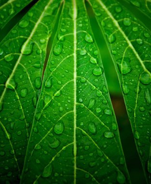 Yağmurdan sonra yeşil kasava yaprağı duvarına su dök