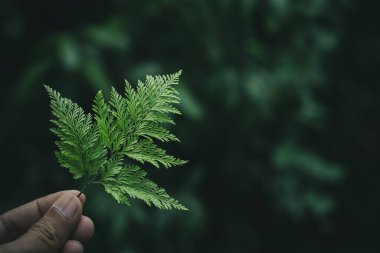 Yeşil eğreltiotu yaprakları bir insanın elinde. - koyu ton arkaplan .