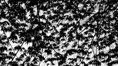 Siluet ağaç dalları ve yaprakları doğada - monokrom