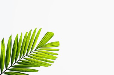 Beyaz arkaplanda yeşil palmiye yaprakları izole