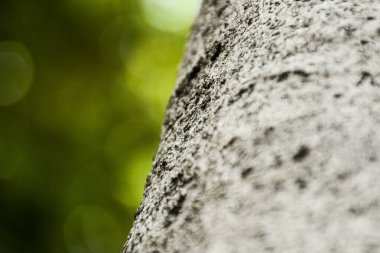 Gri kabuk - Yumuşak odak