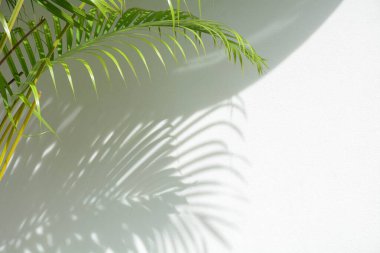 Beyaz beton duvarda palmiye yaprağı gölgesi