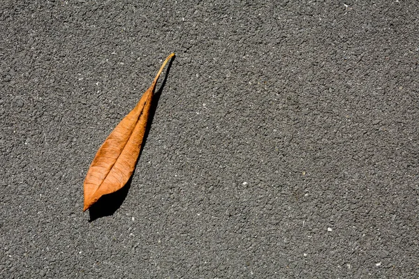 Brown Dry Leaves Asphalt Road — Stock Photo, Image