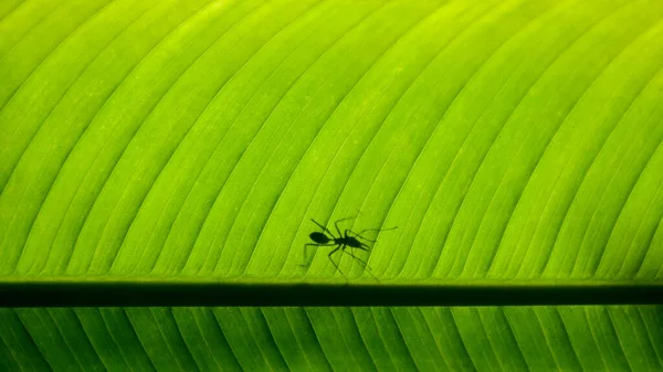 Yalnız Kırmızı Karınca Muz Yaprağında — Stok fotoğraf