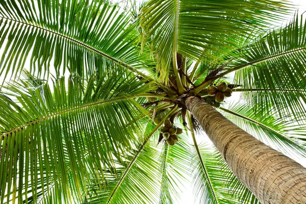 Hermosa Palmera Naturaleza — Foto de Stock