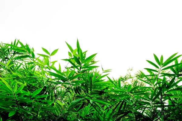 Beyaz arka planda yeşil bambu yaprakları