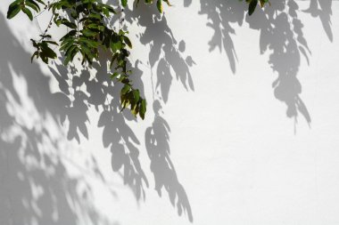 Ağaç dalı ve yaprak Beyaz beton duvarda gölgeli