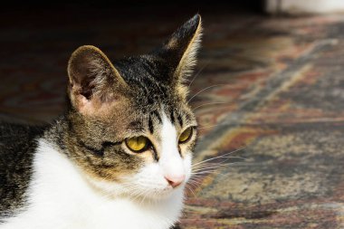 Sabahları tembel kedi.