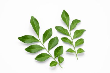 Beyaz arkaplanda yeşil yapraklı dal