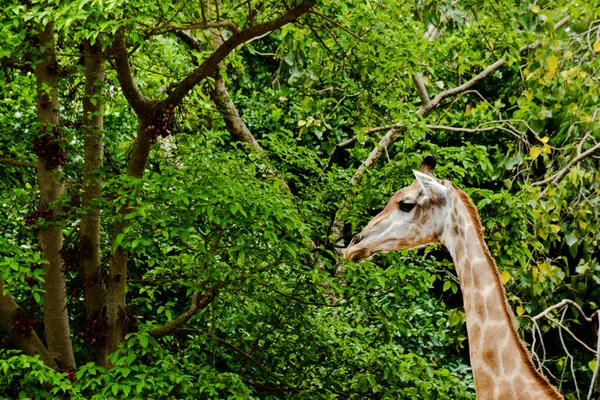 Girafa Natureza — Fotografia de Stock