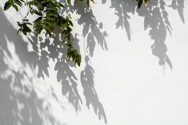 Ramo Árvore Folha Com Sombra Uma Parede Concreto Branco — Fotografia de Stock
