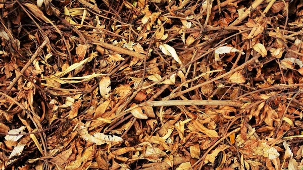 Pile Brown Dry Leaves — Stock Photo, Image
