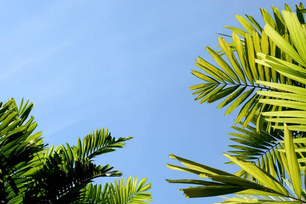 Hojas Palma Verde Cielo Azul Bosque — Foto de Stock